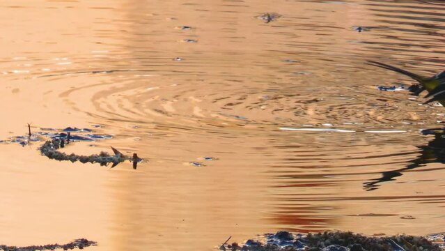 Lavandera Cascadena or gray wagtail, Motacilla cinerea, looking for food in the current of a river.