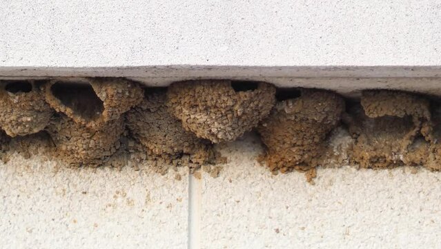 Swift or apus apus on the nest