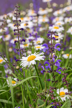 Field with daisies and meadow sage