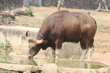 american buffalo in the park drinking water