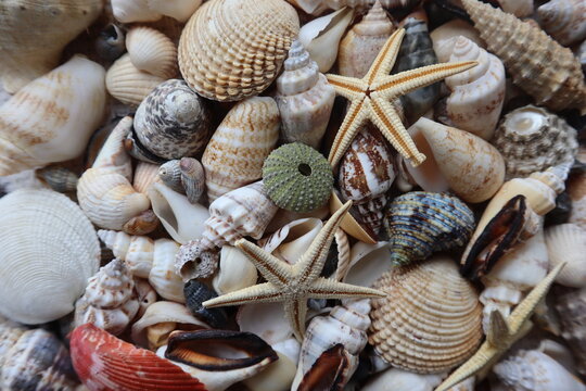 Various sea shells. Background of seashells. Seashells close-up