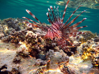 Fototapeta na wymiar Lion Fish in the Red Sea.Lion Fish in the Red Sea in clear blue water hunting for food . 