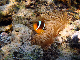 Naklejka na ściany i meble Clown fish amphiprion (Amphiprioninae). Red sea clown fish. 
