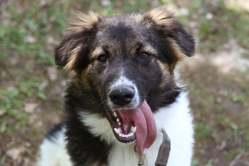 stray puppy dog closeup portrait on green grass background