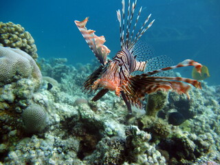 Lion Fish in the Red Sea.

Lion Fish in the Red Sea in clear blue water hunting for food .
