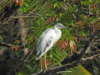 great blue heron