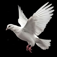 "Mysterious Wings: Pigeon Soaring in the Night's Embrace"Ai