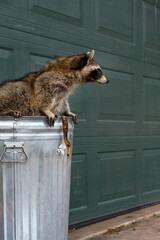 Raccoon (Procyon lotor) Leans Out of Garbage Can to Right in Front of Garage