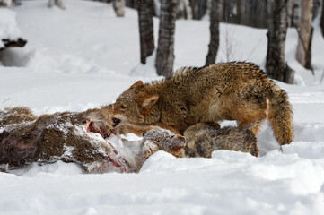 Obraz premium Coyote (Canis latrans) Grabs Meat While Second Cowers at Deer Carcass Winter
