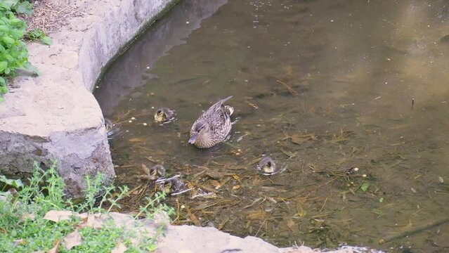 Full of love relationship between mother and her son or daughter. Mallard duck or Anas platyrhynchos baby duckling