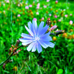 Chicory flower on a background of green grass close-up blurred background