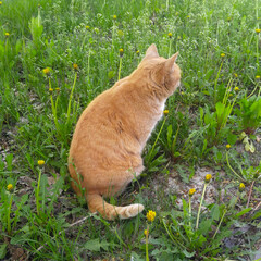 Red cat on the grass is located with its back close-up