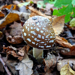 Panther fly agaric in the forest in autumn close-up blurred background