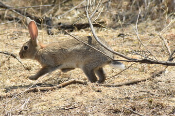 Young wild confident rabbit escaping from camera lens
