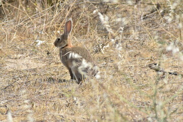 Confident wild young rabbit observing what the photographer is doing