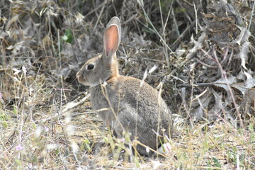 Confident wild young rabbit observing what the photographer is doing