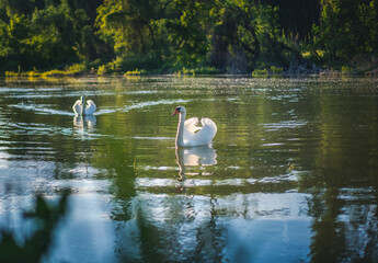 A pair of white swans floats down the river in the forest at sunset