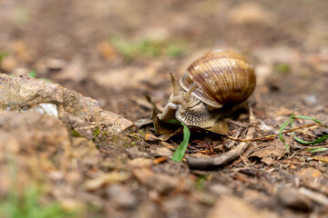 A large slug snail in a shell eats a blade of grass. Close-up image