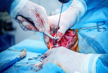 Performing a complex surgical operation. Veterinarian surgery, fixing of wounded canine leg.