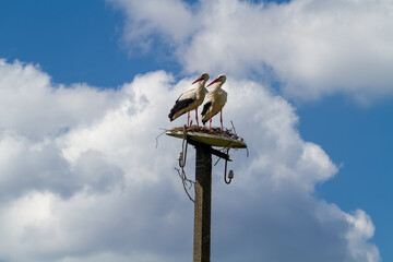 A pair of storks building a nest