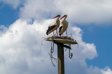 A pair of storks building a nest