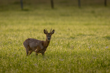 A single deer grazes in the grass. It looks directly into the camera. The grass is high and lush...