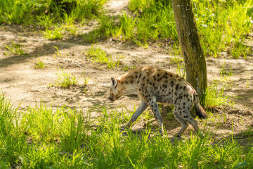 Obraz premium Spotted hyena. beautiful hyena. Hyena in wild