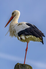 A white stork stands one-legged on a telegraph pole. He does not let himself be distracted where the upcoming wind.