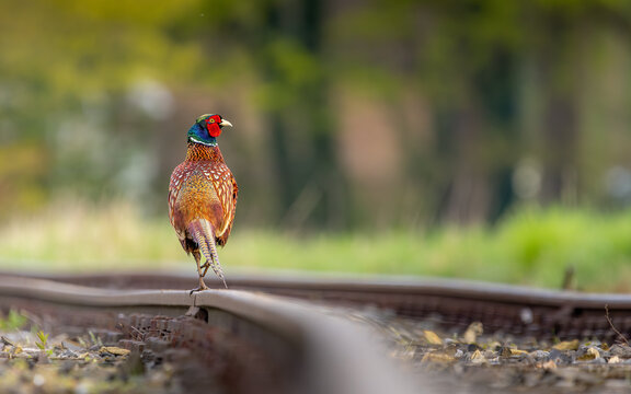 A ring-necked pheasant struts skillfully over a railroad track. His gaze falls on a nearby meadow where his female was perched. Great bokeh