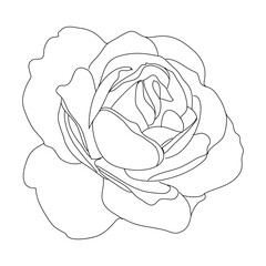 Rose line art