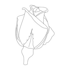 Budding rose line art