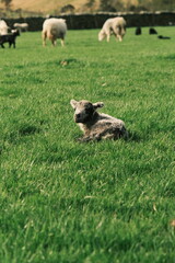 resting lamb
