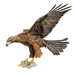 Aquila chrysaetos