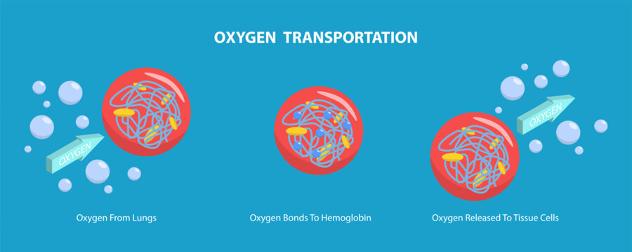 3D Isometric Flat Vector Conceptual Illustration of Oxygen Transportation, Blood Cells in Bloodstream