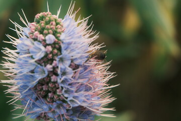 bee on thistle