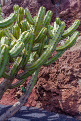 Close up of cactus spines. Bright summer picture with a green cactus in the foreground.