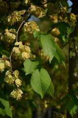 European green hornbeam (carpinus betulus) in spring close-up