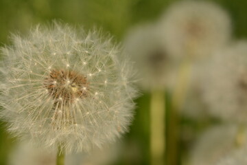 White fluffy dandelion close-up on a green field in summer