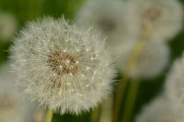 White fluffy dandelion on the field close-up
