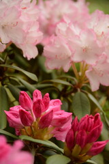 Obraz premium Tender beautiful pink azalea on green bushes close up
