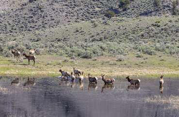 Herd of Cow elk at a Pond in Springtime