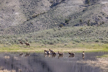 Herd of Cow elk at a Pond in Springtime