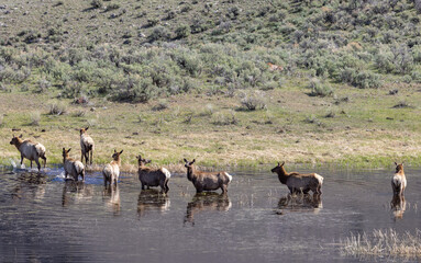 Fototapeta na wymiar Herd of Cow elk at a Pond in Springtime