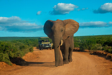 Leading the way. An African Elephant bull in front of a guide's vehicle on Zuurkop Road, Addo...