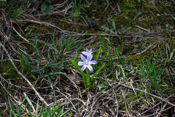 The first timid flowers break through after the snow melts in early spring