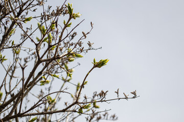 The first timid leaves break out of the buds