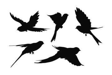 Obraz premium Swallows flying silhouette bundle design. Wild Swallows vector design on a white background. Beautiful bird flying silhouette set vector. small bird in different positions silhouette collection.