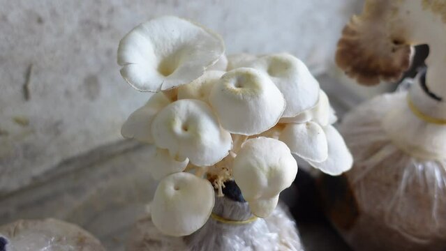 Cultivation of oyster mushrooms growing on a home farm. Top angle view 4k video.