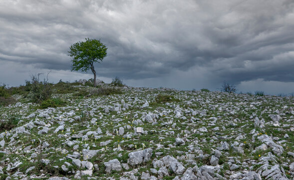 scenic view of a lonely tree in the mountains on a very cloudy day © tiziana