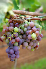 bunch of grapes on vine